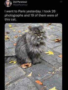Funny Memes With Cats