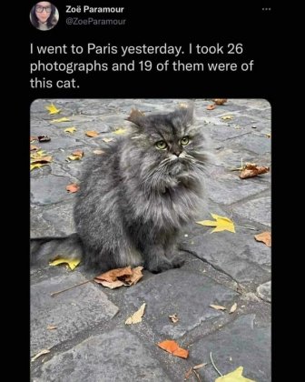 Funny Memes With Cats