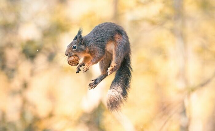 Jumping Squirrels