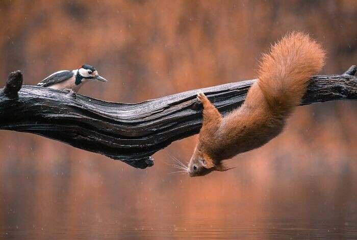 Jumping Squirrels