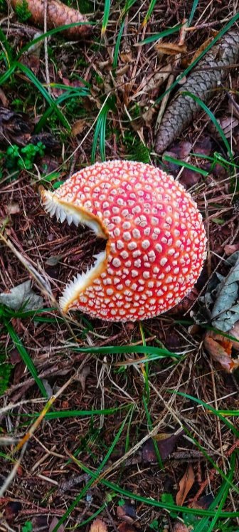 Unusual Finds Of Mushroom Pickers