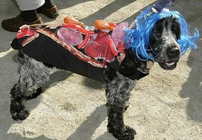 Animals In Funny Costumes