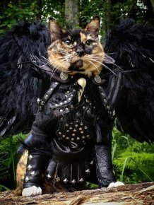 Funny Cats In Battle Armor