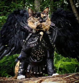 Funny Cats In Battle Armor