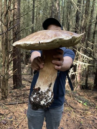 Impressive Finds Of Mushroom Pickers