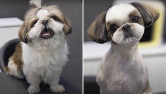 Cute Dogs After Grooming