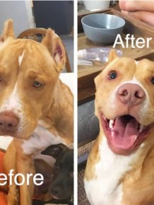 Dogs Before And After Adoption