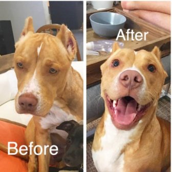 Dogs Before And After Adoption