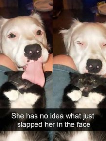 Funny Memes With Animals