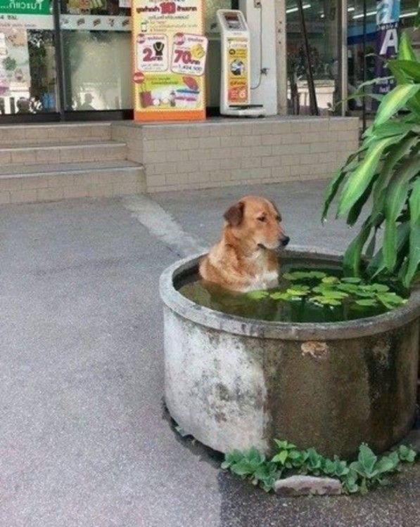 Dogs In Unexpected Places