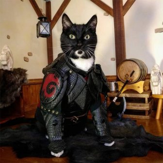 Funny Cats In Battle Armor