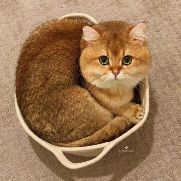 Traps For Cats