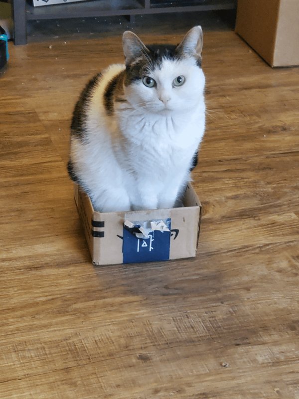 Traps For Cats
