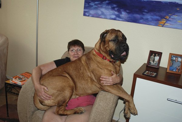 Very Big Dogs, part 3