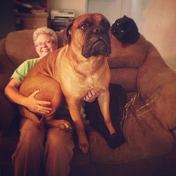 Very Big Dogs, part 3