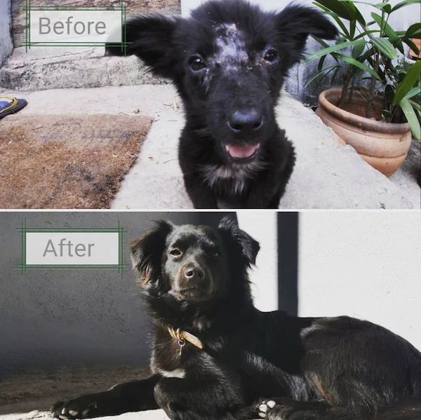 Animals Before And After Adoption, part 3