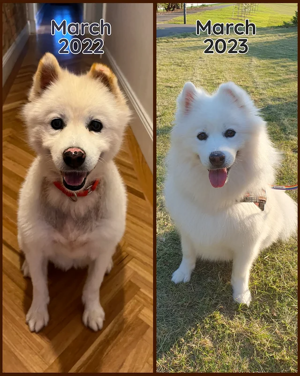 Animals Before And After Adoption, part 3