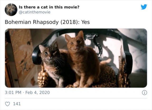 Cats That Have Been Spotted In Movies