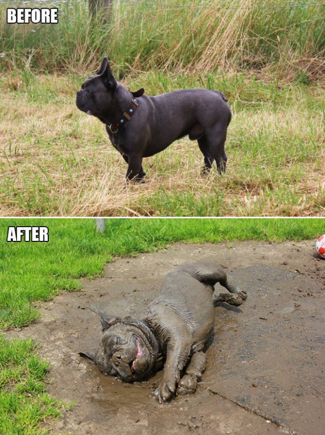 Animals Before And After A Walk