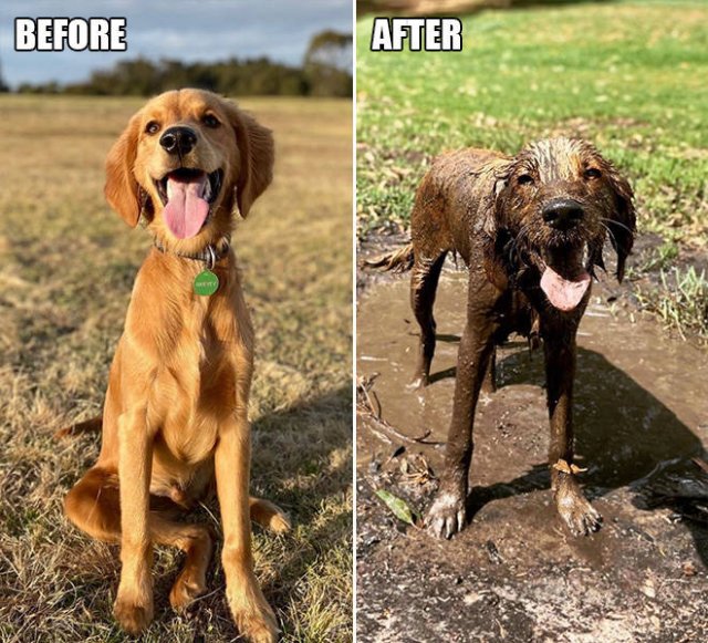 Animals Before And After A Walk