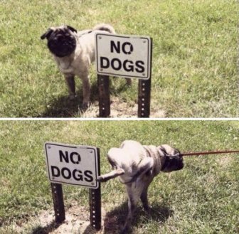 They Don't Care About Human Rules