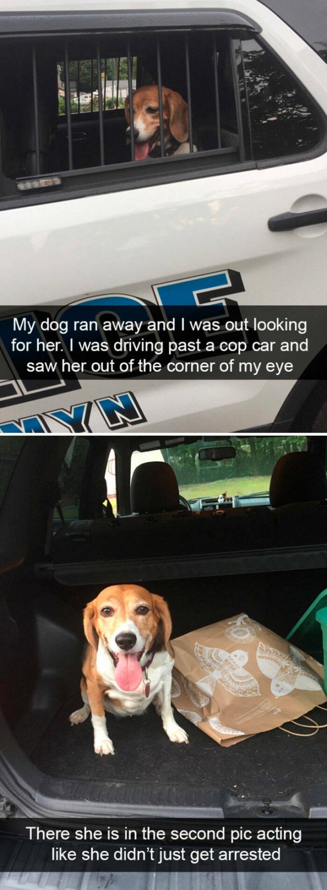 Memes With Dogs, part 4