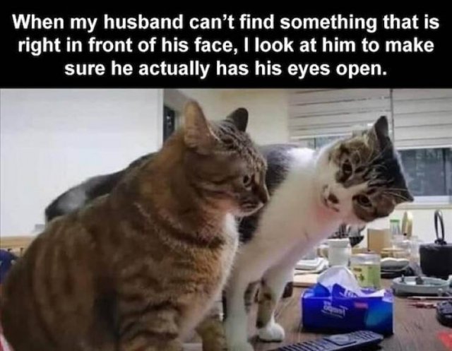 Funny Memes For Married Men