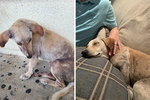 Dogs Before And After Adoption, part 3