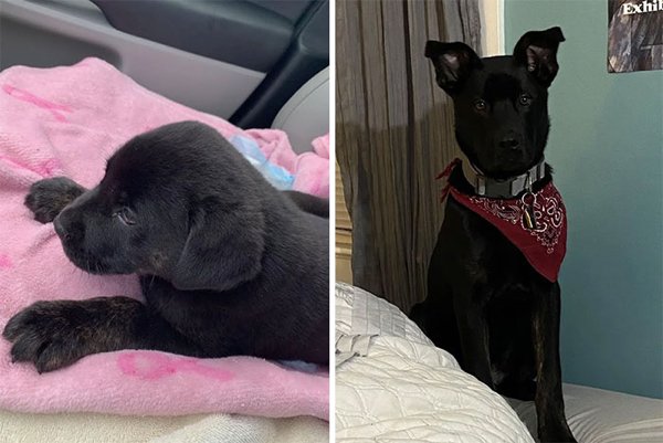 Dogs Before And After Adoption, part 3