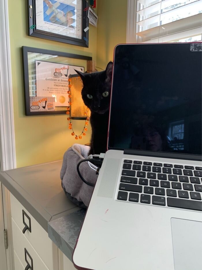 Pets And Remote Work
