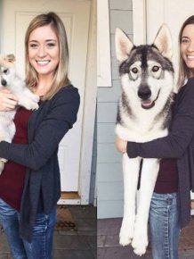 Dogs That Have Grown Up
