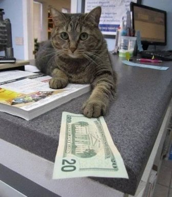 Cats With Money