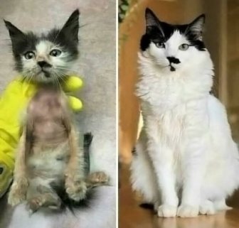 Cats Before And After Adoption