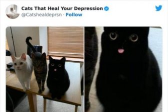 Cute Cats Against Bad Mood