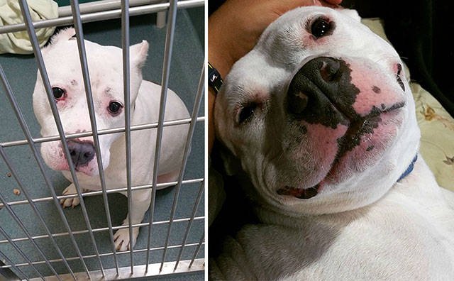 Dogs Before And After Adoption, part 4