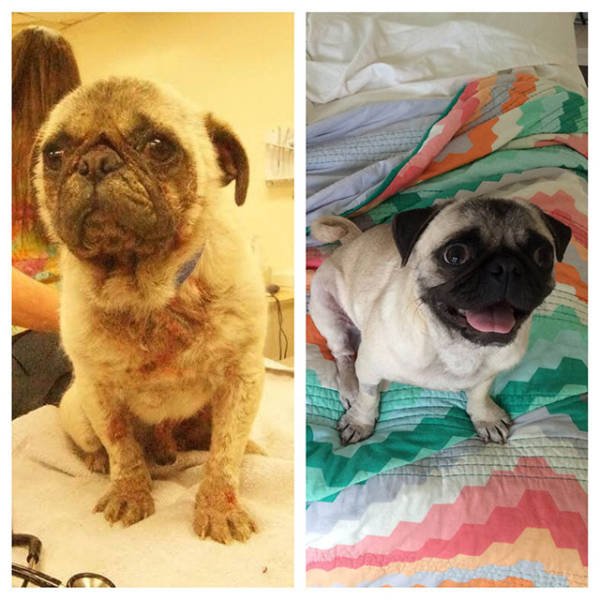 Dogs Before And After Adoption, part 4