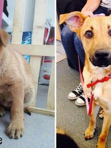 Dogs Before And After Adoption