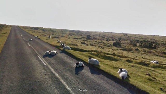 Animals On Google Street View, part 2