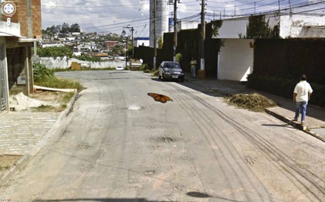 Animals On Google Street View, part 2
