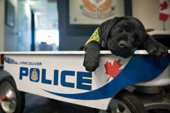 Adorable Police Puppies