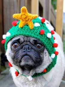 Animals In Christmas Costumes