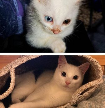 Pets Before And After Adoption