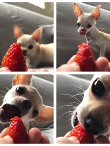 People Share Their Funny Pets