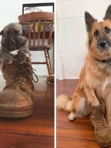 People Share Their Funny Pets