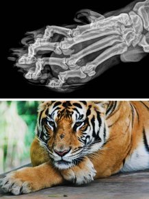 X-Rays Of Different Animals