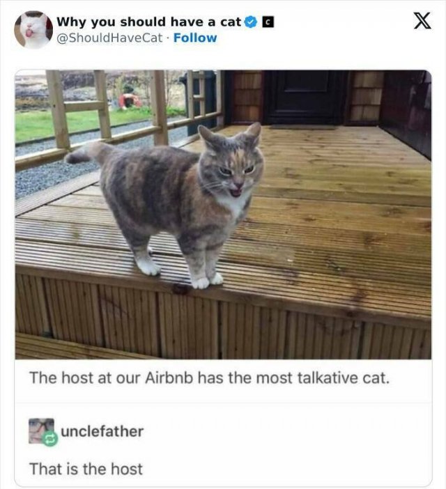 Reasons To Invite A Cat Into Your House