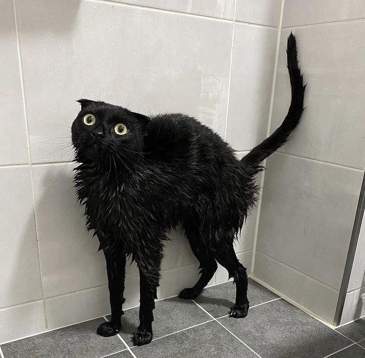 They Definitely Don't Like Showers