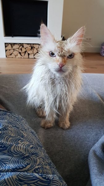 They Definitely Don't Like Showers