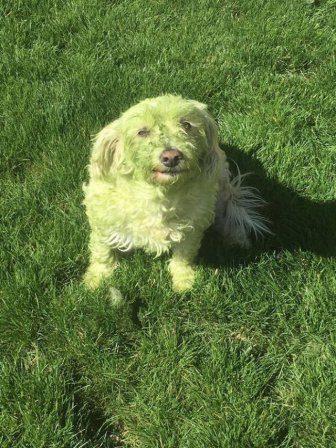 Dogs Against Grass