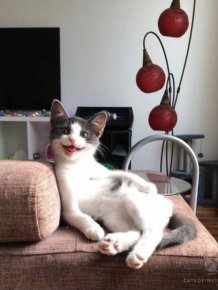 People Share Funny Photos Of Their Cats